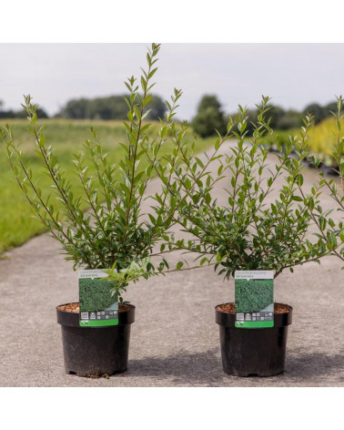 Ligustrum Atrovirens 25cm až 30cm