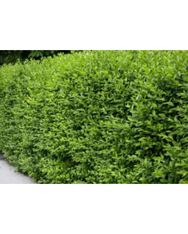 Ligustrum Atrovirens 25cm až 30cm