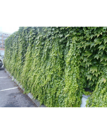 Přísavník trojcípý Parthenocissus